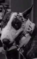 Frankenweenie