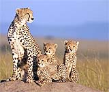 'Felinos de Africa' 'Felinos de Africa'